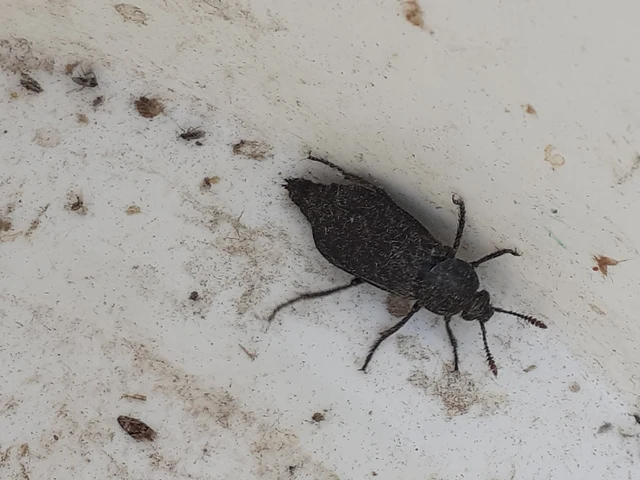 Necrodes littoralis - nagy dögbogár