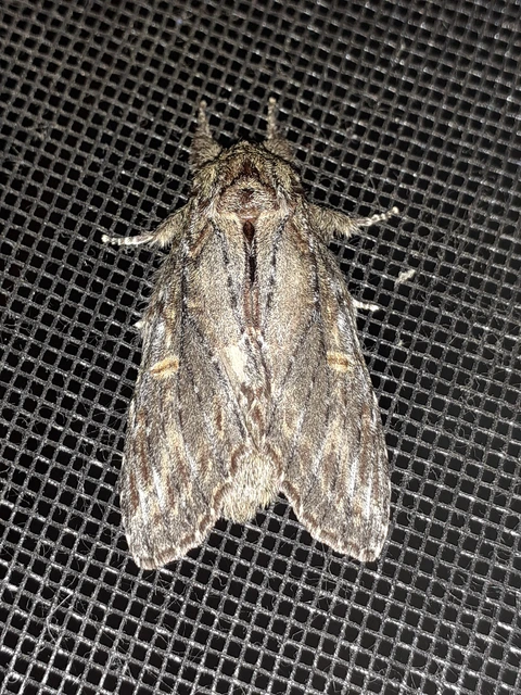 Peridea anceps - füstös púposszövő