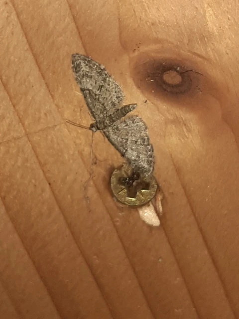 Eupithecia dodoneata - tölgy-törpearaszoló