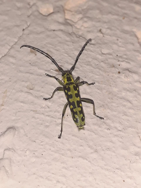 Saperda scalaris - létracincér