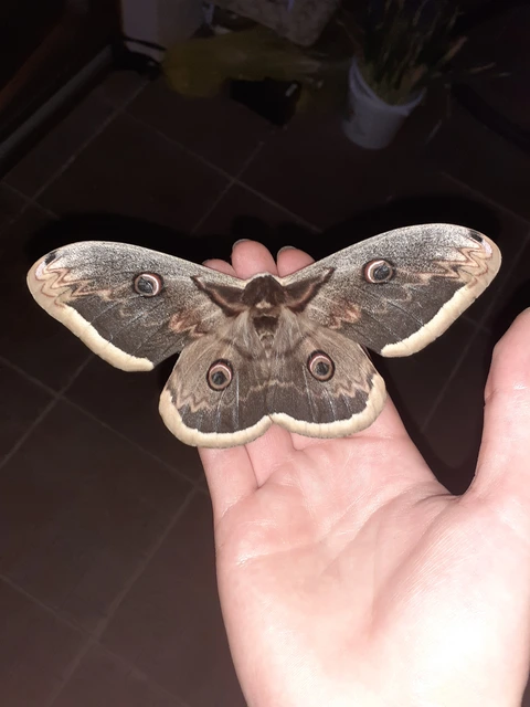 Saturnia pyri - nagy pávaszem