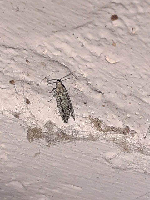 Epinotia granitana - lucfenyőkéreg-tükrösmoly