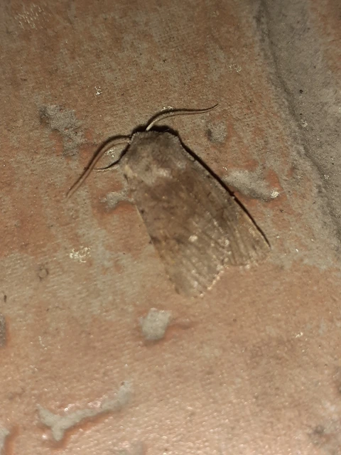 Cerastis rubricosa - vörhenyes tavaszibagoly
