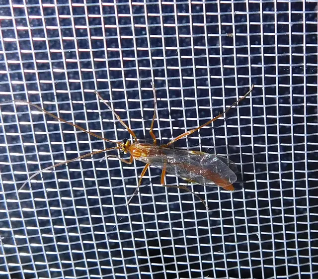 Ophion obscuratus