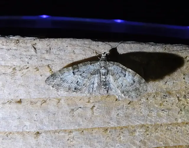 Eupithecia dodoneata - tölgy-törpearaszoló