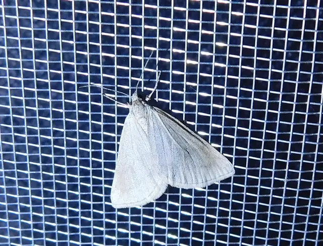 Lithostege griseata - szürke araszoló