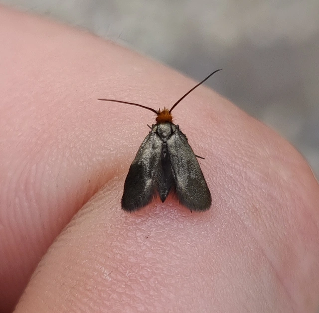 Cauchas rufifrontella - vöröshomlokú tőrösmoly
