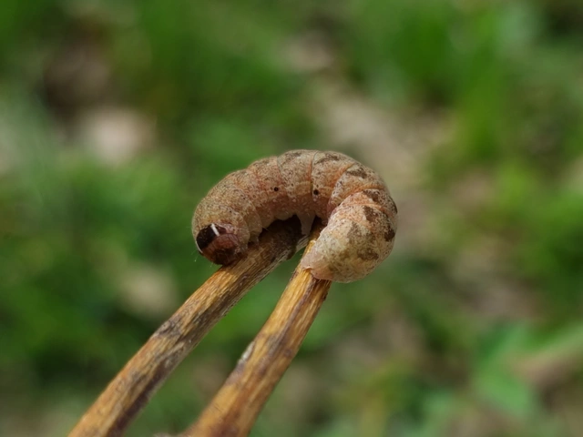Conistra rubiginosa - szürke télibagoly