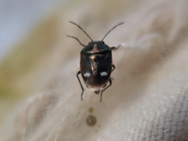 Eurydema oleracea - paréjpoloska Eurydema oleracea - paréjpoloska