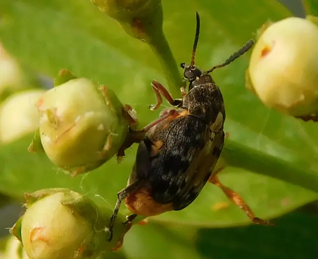 Megabruchidius dorsalis - foltoshátú lepényfazsizsik