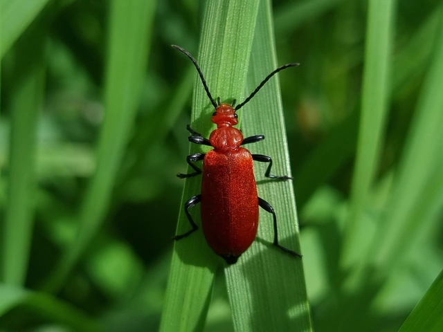 Pyrochroa serraticornis - közép-bíborbogár