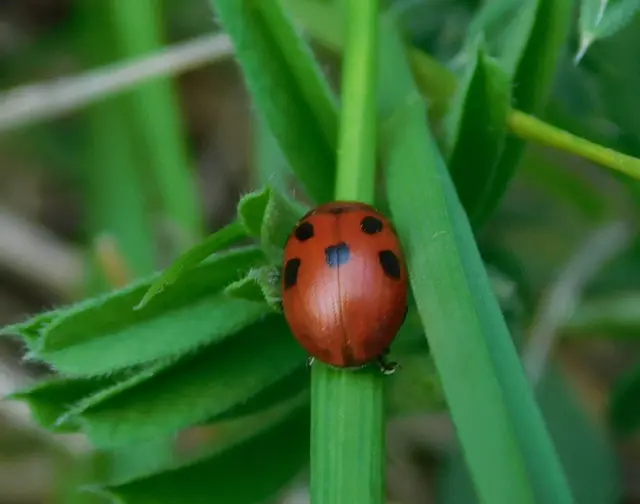 Gonioctena fornicata - közönséges lucernabogár