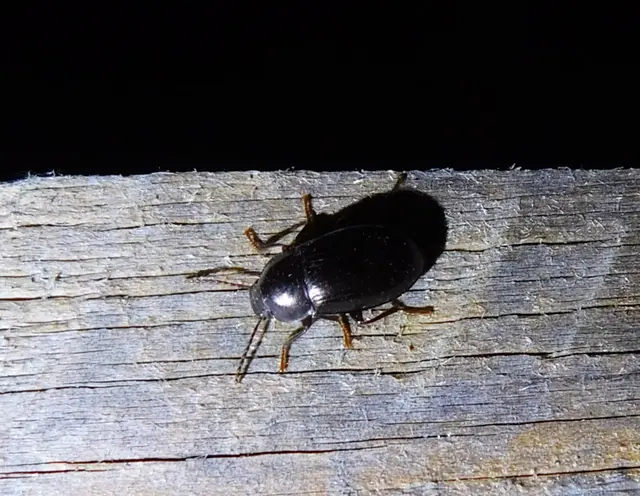 Nalassus dermestoides - rövidszárnyú gyászbogár