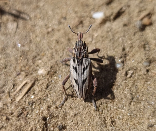 Coniocleonus nigrosuturatus - nyíljegyes barkó