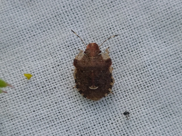 Dyroderes umbraculatus Dyroderes umbraculatus