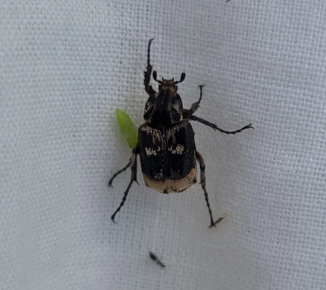 Valgus hemipterus - suta virágbogár