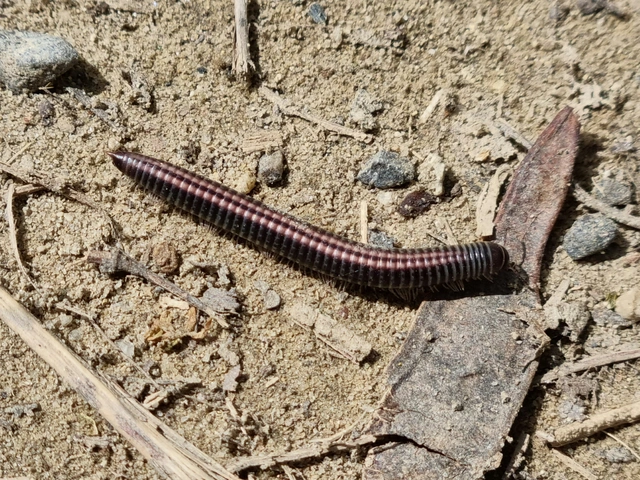 Diplopoda - Ikerszelvényesek
