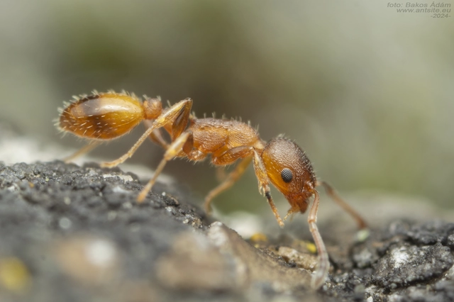 Temnothorax unifasciatus - gyűrűs kéreghangya