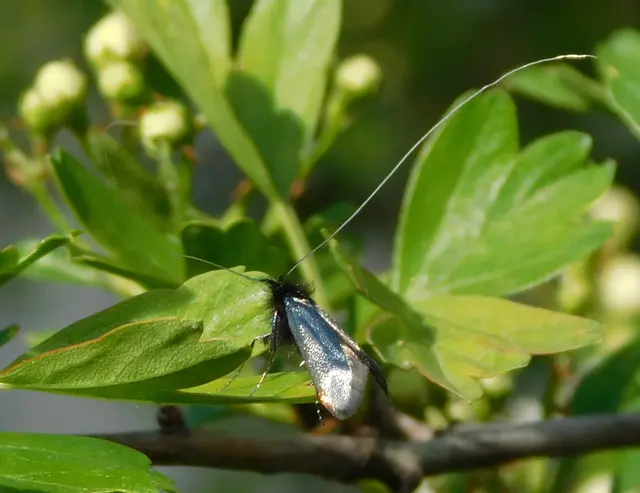 Adela reaumurella - smaragdfényű tőrösmoly