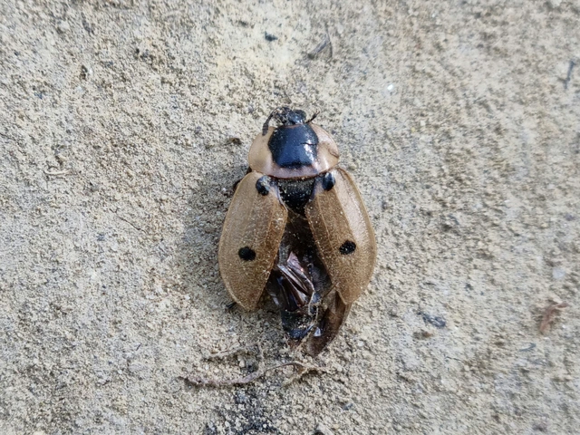 Dendroxena quadrimaculata - négypettyes dögbogár