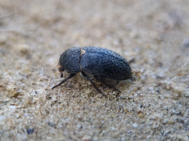 Dermestes laniarius - gyászos porva Dermestes laniarius - gyászos porva