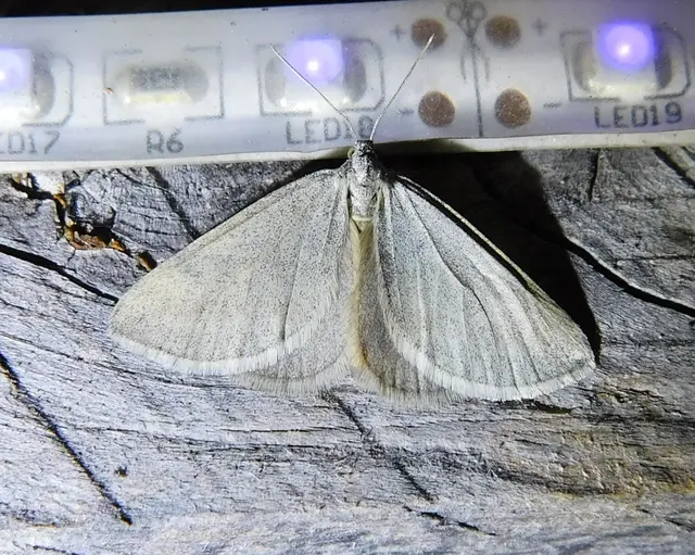 Lithostege griseata - szürke araszoló