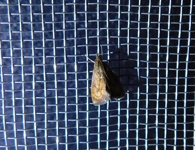 Ecpyrrhorrhoe rubiginalis - rozsdavörös tűzmoly