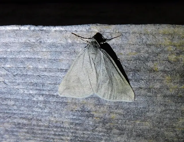 Lithostege griseata - szürke araszoló