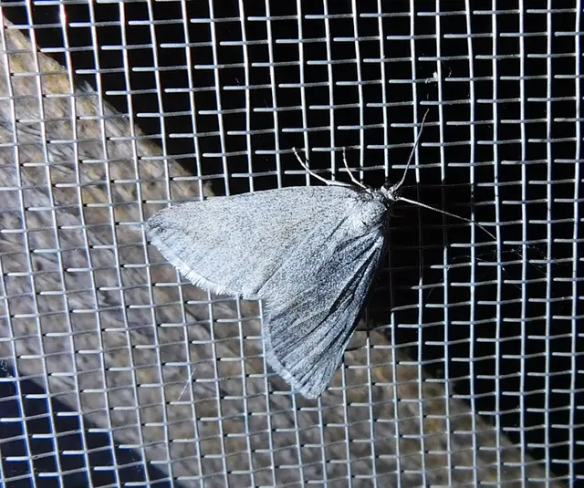 Lithostege griseata - szürke araszoló
