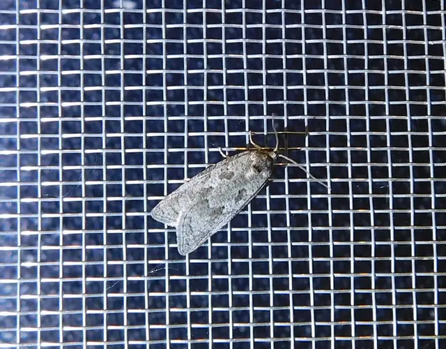Cnephasia
