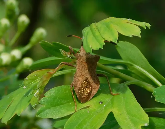 Coreus marginatus - közönséges karimáspoloska