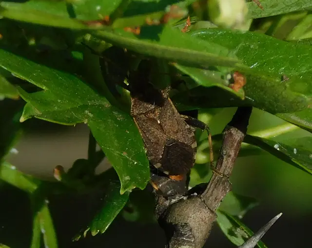 Ceraleptus gracilicornis - tüskéslábú karimáspoloska