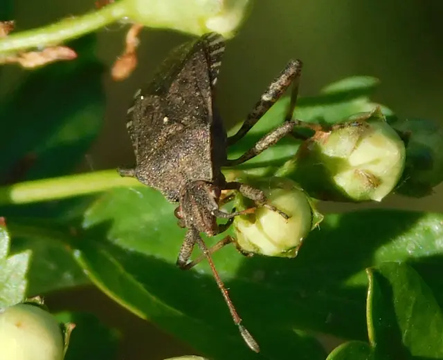 Ceraleptus gracilicornis - tüskéslábú karimáspoloska