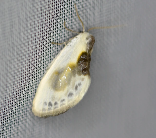 Cilix glaucata - törpe sarlósszövő