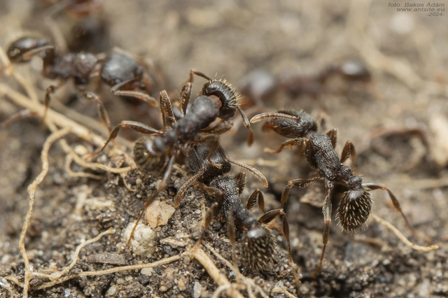Tetramorium moravicum - morva gyepihangya