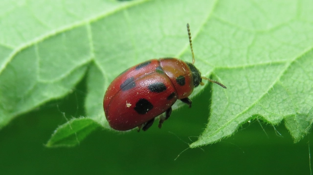 Gonioctena fornicata - közönséges lucernabogár
