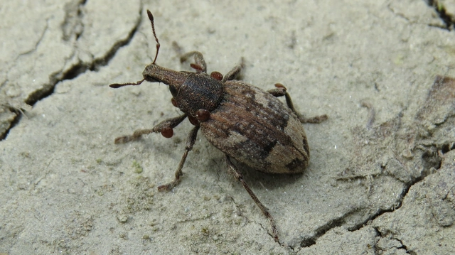 Graptus triguttatus - kárpáti nadálytőormányos