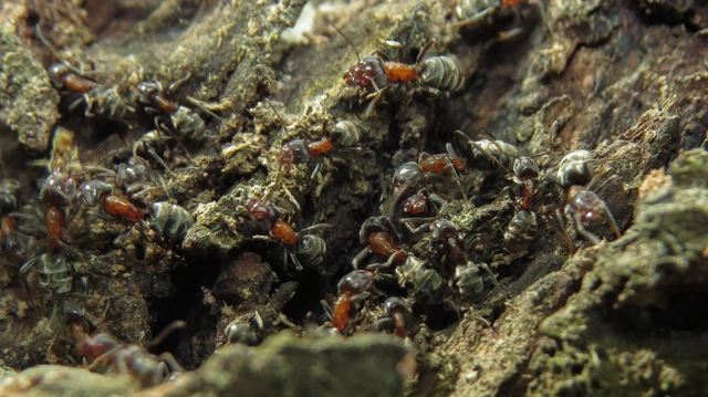 Liometopum microcephalum - tölgyfahangya