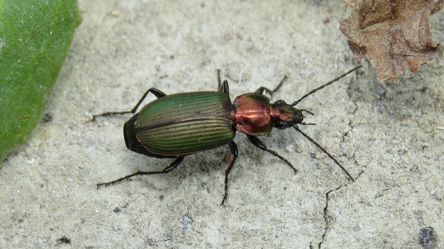 Agonum viridicupreum - rezeszöld kisfutó Agonum viridicupreum - rezeszöld kisfutó