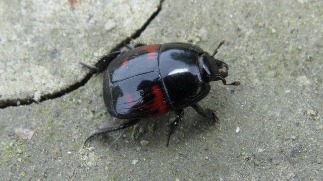 Hister quadrimaculatus - közönséges sutabogár