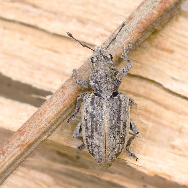 Tanymecus dilaticollis - kukorica-hegyesfarúbarkó