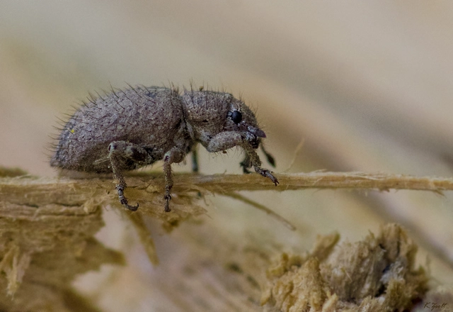 Cycloderes pilosulus - pikkelyeslábú ormányos