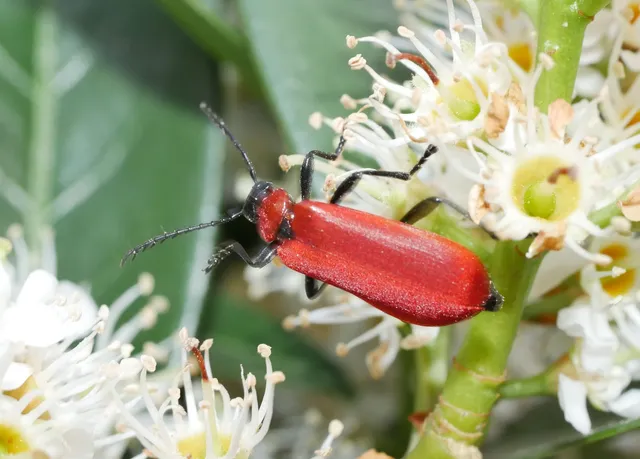 Pyrochroa coccinea - nagy bíborbogár