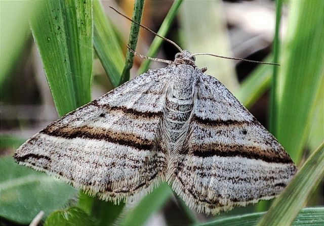 Phibalapteryx virgata - szürke galajaraszoló