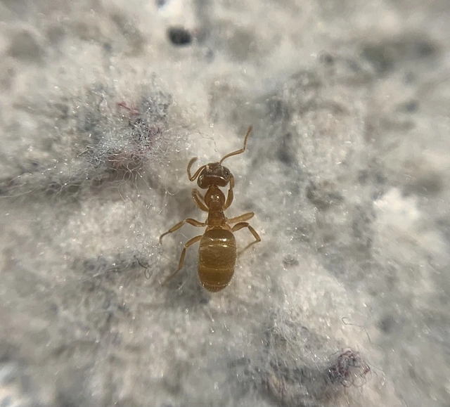 Plagiolepis pygmaea - lapos törpehangya