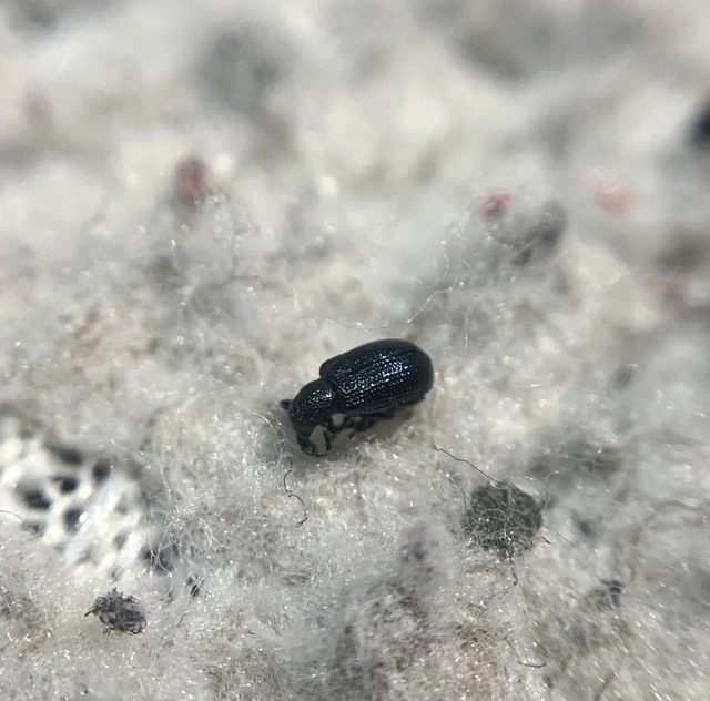 Temnocerus coeruleus - fogacskás törpeeszelény