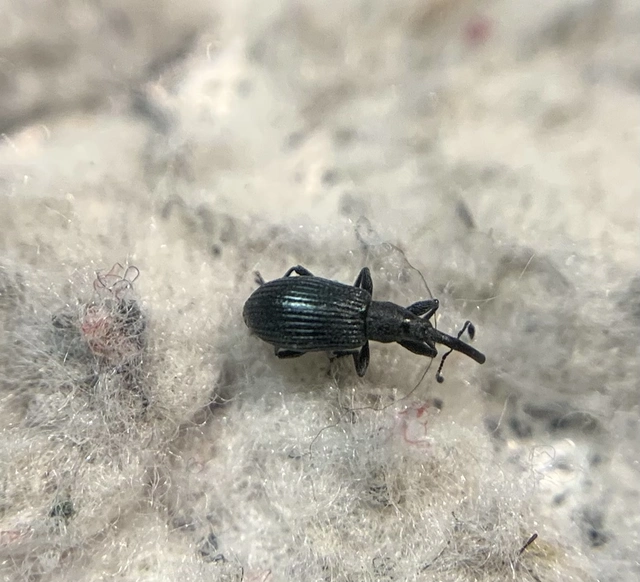 Stenopterapion meliloti - somkóró-cickányormányos