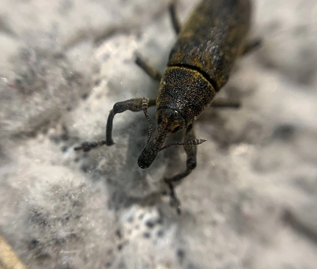 Lixus bardanae - lórom-dudvabarkó