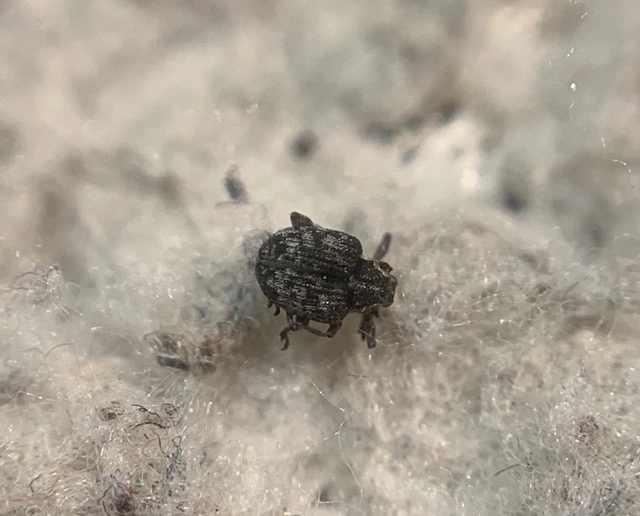 Pelenomus canaliculatus - árkostorú keserüfü-ormányos
