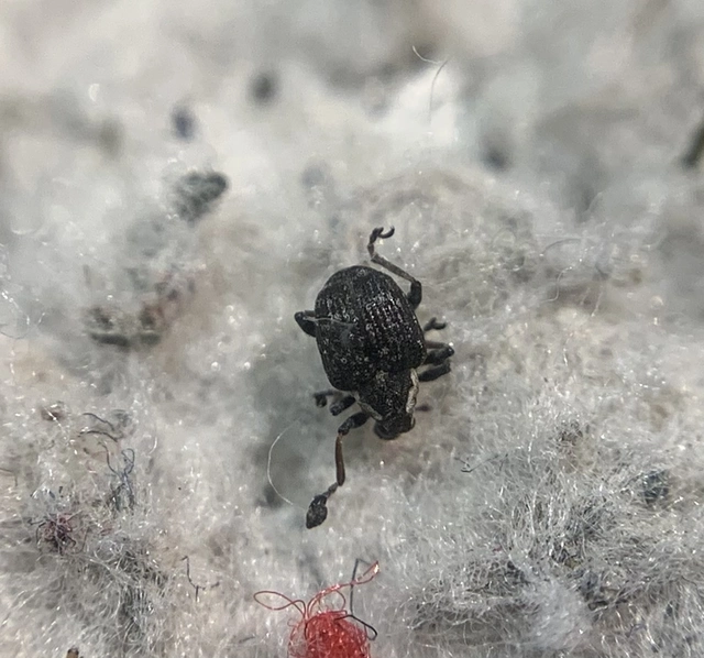 Pelenomus canaliculatus - árkostorú keserüfü-ormányos
